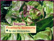 ♥ BIO Winterkopf Salat Baquieu Samen,Gemüse,Alte Sorte Sämereien Garten Tulpenstolz - Hamburg