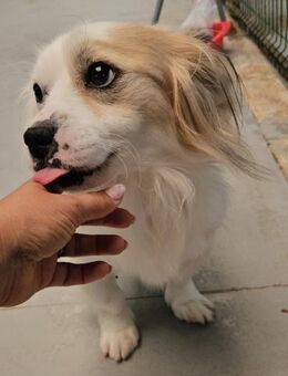 BON BON - 32 cm, fröhlich, neugierig - Weilheim (Oberbayern)