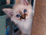 Heilige birma kitten (Jungs) - Marl (Nordrhein-Westfalen)