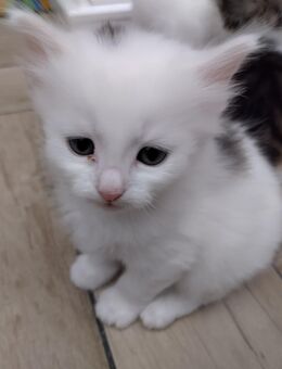 Katzenbabies Kitten Baby Katzen ab Ende Nov. abzugeben - München Thalkirchen-Obersendling