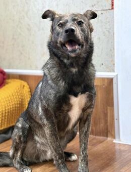 Rex - Wirbelwind mit Herz - Gerlingen