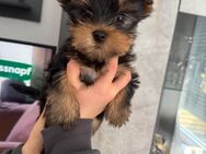 Yorkshire Terrier welpen - Brake (Unterweser) Zentrum