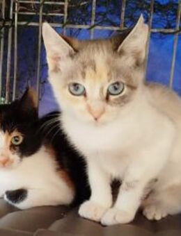 Cleeia & Phaeo aus dem Tierschutz - Grevenbroich