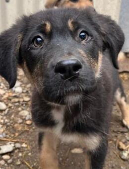 Lieber, zauberhafter Welpe Jack - Kallmünz