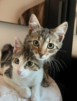 💙Süße junge Kater Tommy & Timmy💚 - Eislingen (Fils)