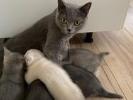 Britisch Kurzhaar Kitten suchen ein neues zu Hause - Köln