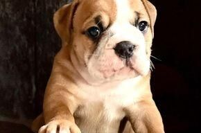 Bezaubernde Continental Bulldog Welpen nur in allerbeste Hände abzugeben