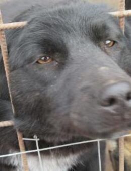 Gigi, die Mystische 🐾 - Elsdorf (Nordrhein-Westfalen)