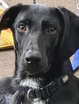 Pizzy/Shadow sucht ein neues Zuhause - Bielefeld