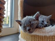 Russisch blau Kitten mit Stammbaum von Hobbyszucht - Königswinter