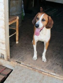 Pluto ❤️❤️❤️ NOTFALL - Bad Karlshafen