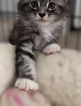 Maine coon Kitten mit Stammbaum - Vettweiß
