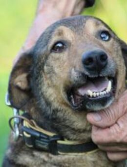 Cuno - dringend Zuhause gesucht!! - Lohra