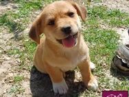 Indy Wonneproppen sucht liebe Menschen - Spenge