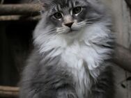 Maine Coon Kitten - Bochum Wattenscheid