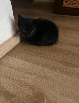 Katzenbabys Kitten - Hamm