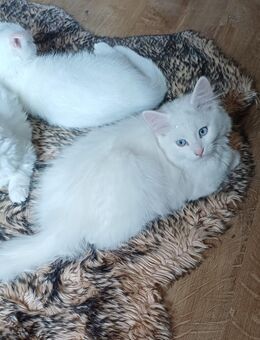 Turkish Angora - Offenbach (Main)