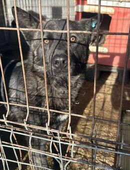 Madox - vielseitig, klug, gelehrig - Alfdorf