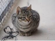 Lieber, junger Kater Lolo - Karlsruhe