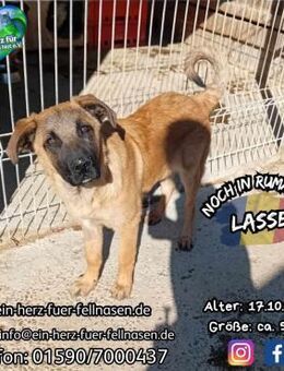 LASSE - Haus mit lieber Familie gesucht - Waakirchen