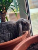 Zwergwidder Böckchen Kastriert sucht zuhause in 33415