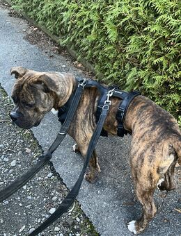 Ace sucht sein für immer zuhause - Ottobrunn