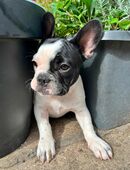 1 Französische Bulldogge Welpe in 99428