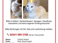 Weiße Katze am 03.10.24 in 51147 Köln (Porz) verschwunden - Köln