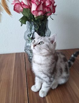 Bkh Kitten mit Stammbaum ab sofort - Müllheim Zentrum