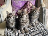 Maine Coon Kitten bereit zum Umzug - Droyßig