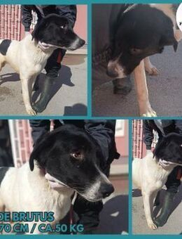 großer Tornjak Mischling Brutus sucht... - Margetshöchheim