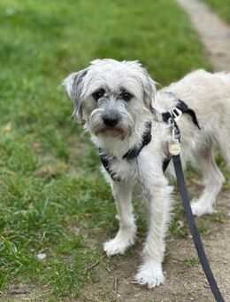 Jana; entzückende Wuscheline - Geilenkirchen