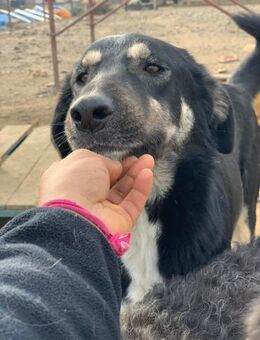 Atreus möchte gesehen werden - Celle