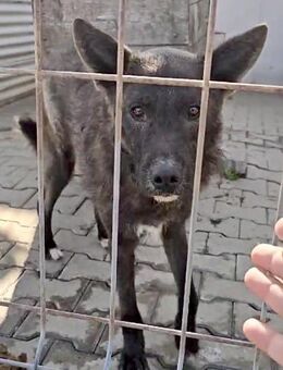 Pepe - Gnadenbrotplatz gesucht - Weilheim (Oberbayern)