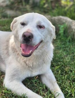 Lieber Labbimix Aron - Rambin