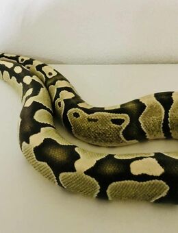 Königspython (Desert Ghost) - Stuttgart