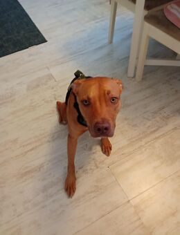 Nala sucht ein Zuhause - Lübeck