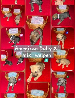 American Bully xl mix-welpen - Meiningen