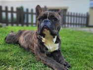 Französiche Bulldogge (Buddy) sucht ein neues zu Hause - Cuxhaven