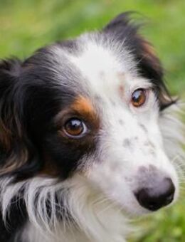 Freundlicher Junghund Schmittchen - Laufen