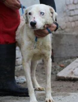 Marino - zutraulicher Jungrüde - Lohra