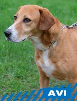 Avi - Herzenshündin - Berlin