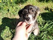 Zwerglein Resi❤️sucht ihre Menschen - Rott (Inn)