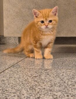 BKH Süße Kitten - Hörstel