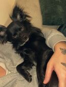 Chihuahua langhaar in 65183