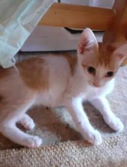 Pino lebte an der Bushaltestelle - Augsburg