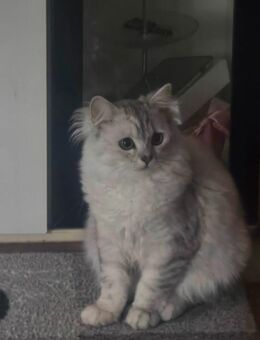 katze fur 150 euro - Mülheim (Ruhr)