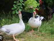 Küchenfertig Enten - Halberstadt Zentrum