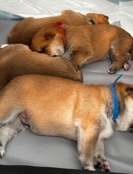 Akita Inu Welpen - Weil der Stadt