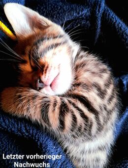 6 süße Bengal-Russisch Blau Mix Kitten Katze - Delmenhorst